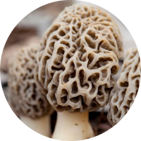 Exotic Gucchi Mushrooms